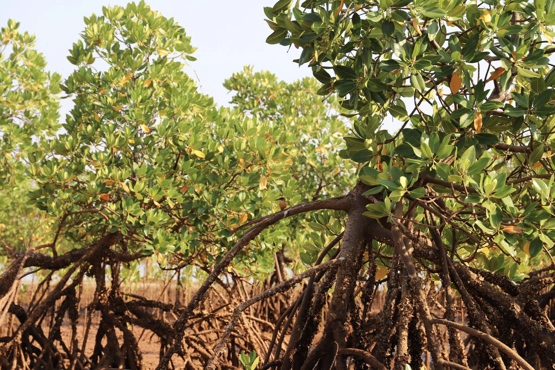 The arching stilt roots of a mangrove tree spread across dried tidal mud beneath a canopy of glossy green leaves.