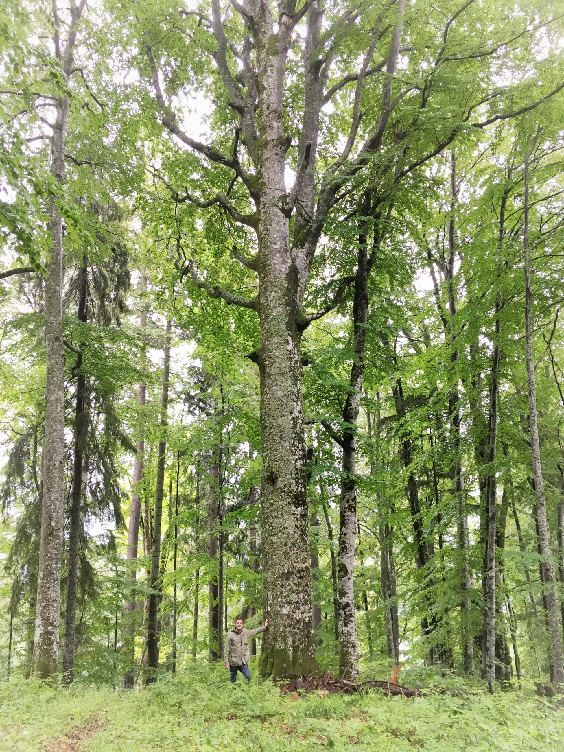 European Beech in Transylvania