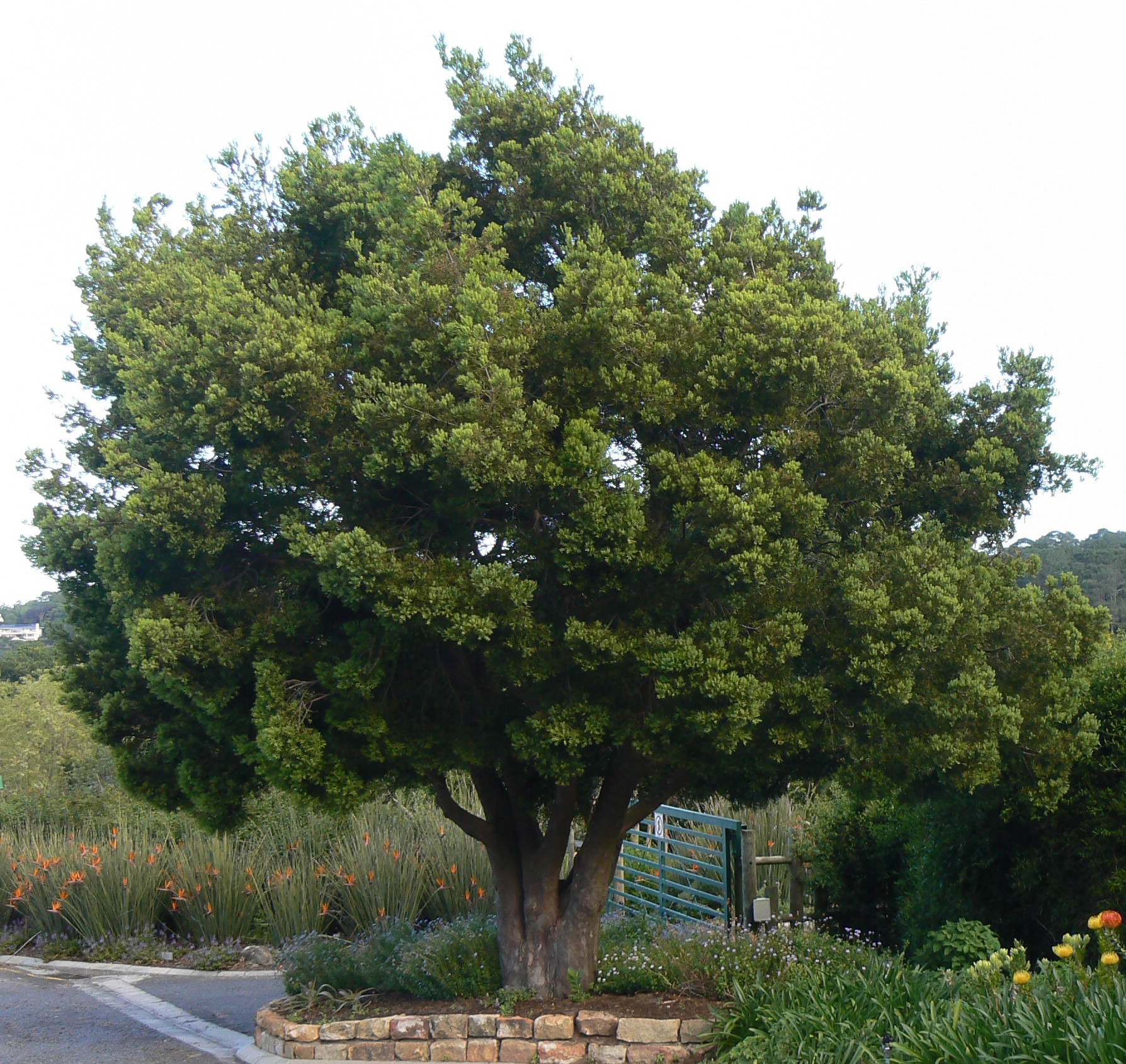 Afrocarpus Usambarensis in Tanzania's Mkussu Forest