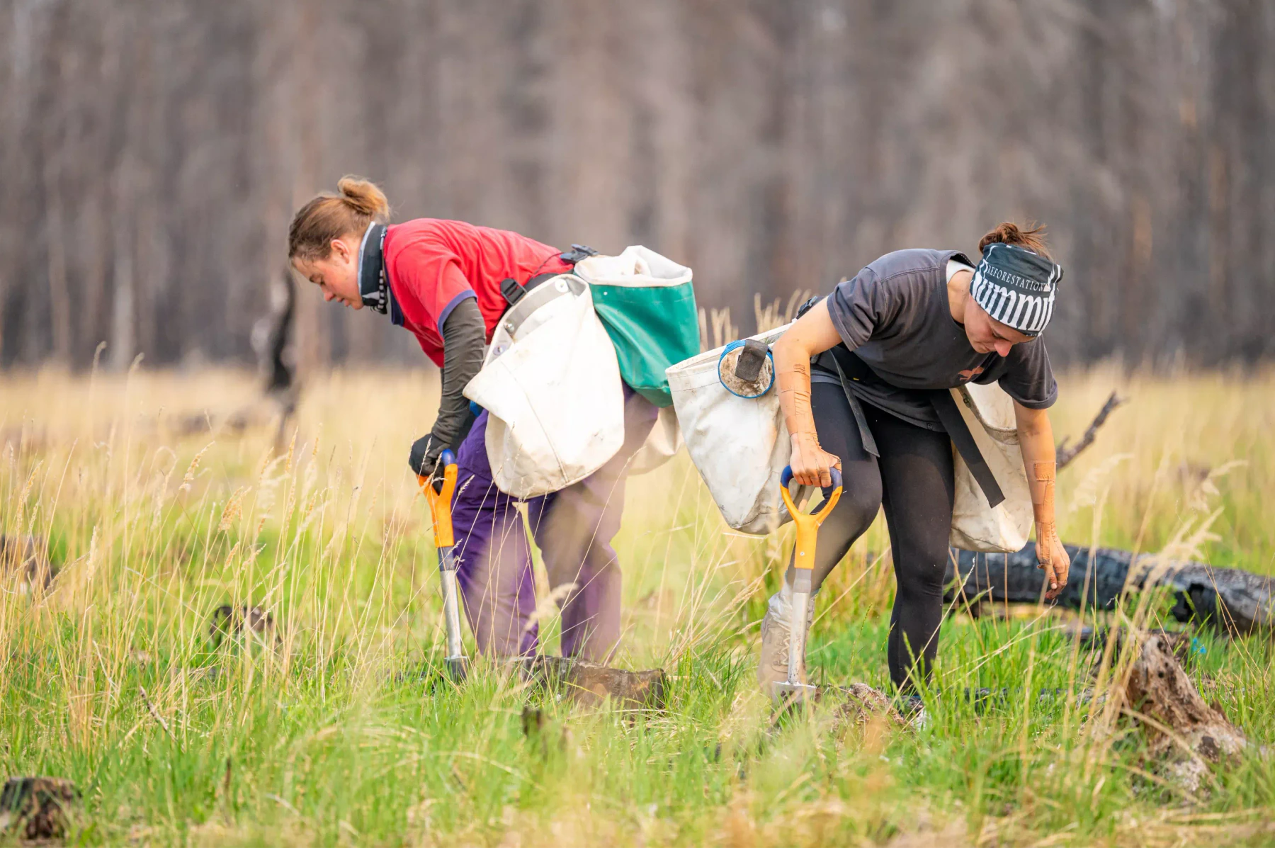 Two tree planters bent over their shovels with seedling bags at their hips, working a grassy clearing among fire-killed trees.