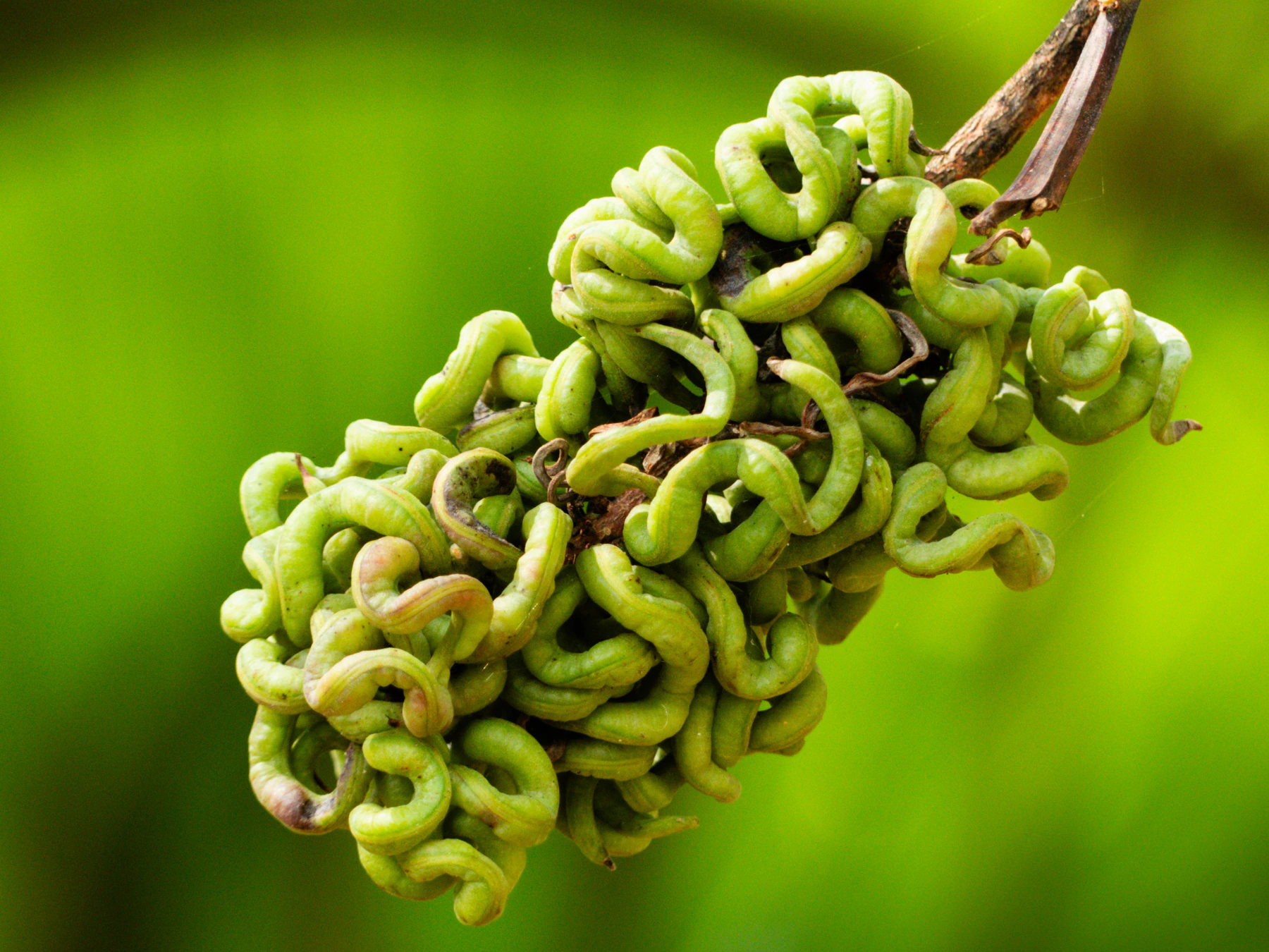 Macro view of a cluster of tightly curled green Acacia mangium seed pods on a twig against a blurred green background.