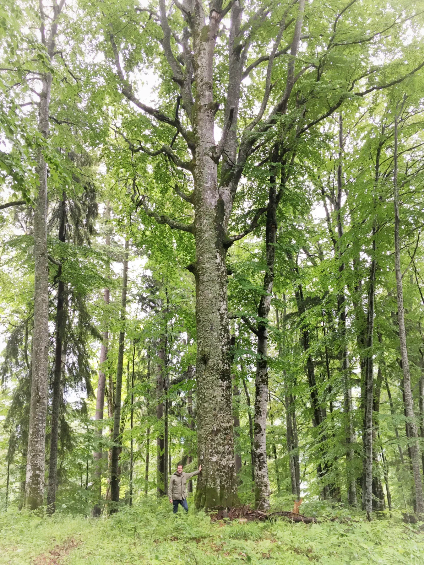 A person standing at the foot of a towering old European beech, dwarfed by its trunk in a green, mossy forest.