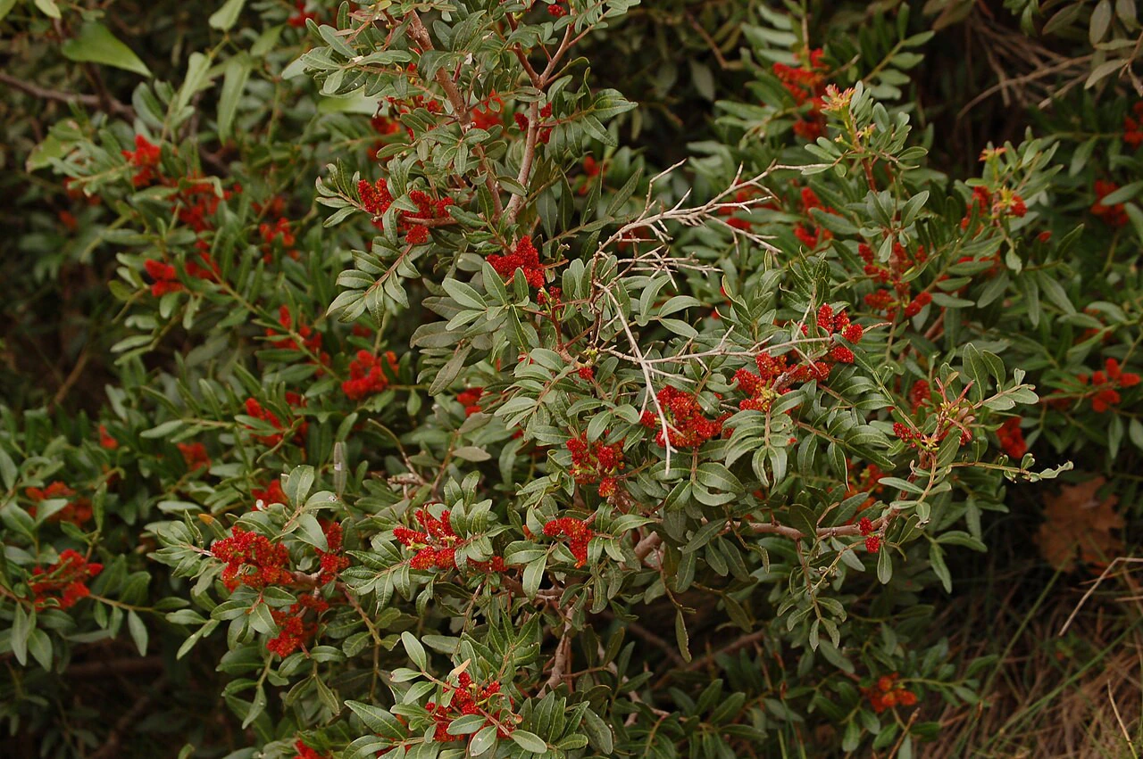 A dense Mastic shrub with small leathery leaves and thick clusters of bright red berries.