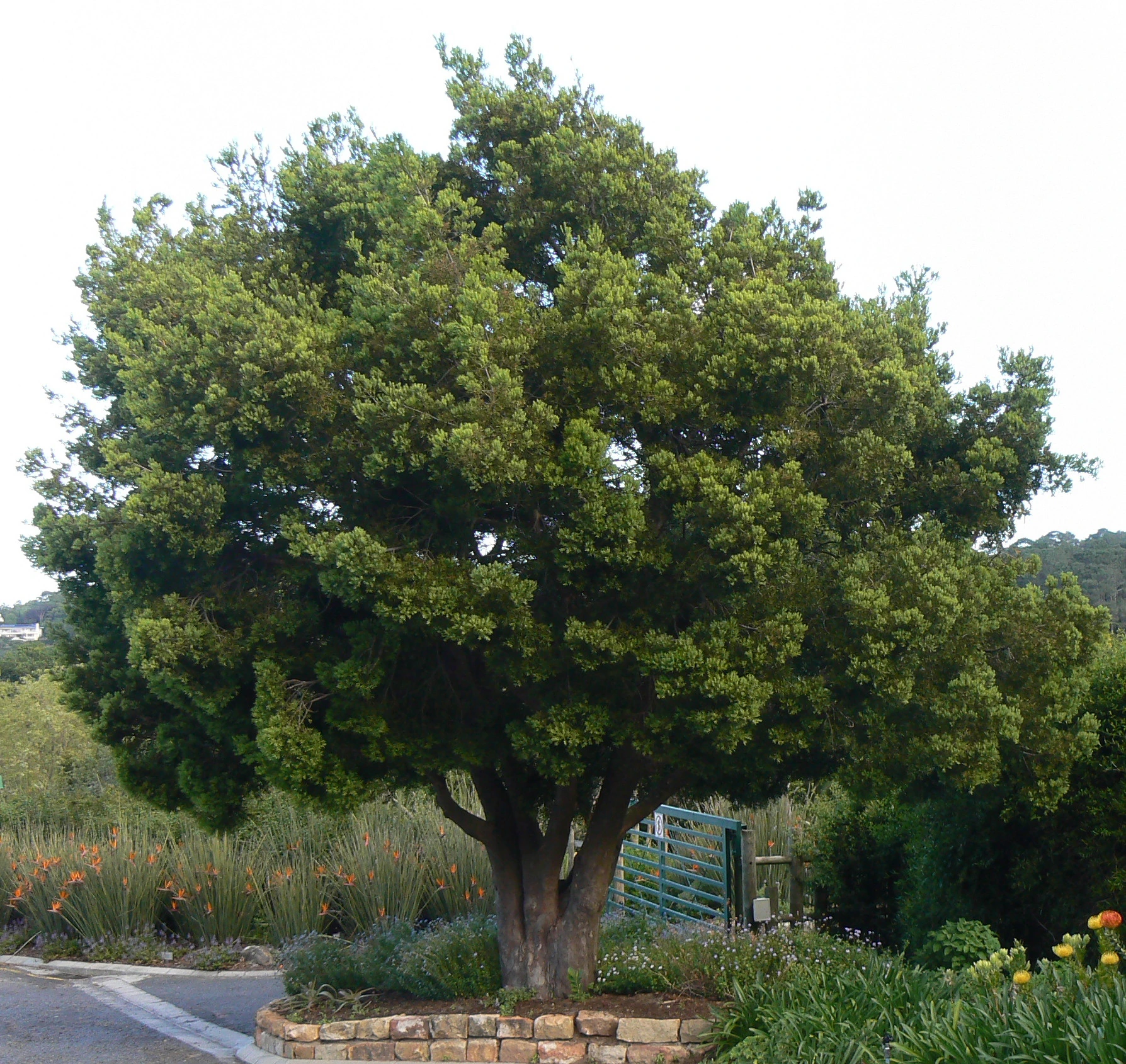 A mature Afrocarpus usambarensis with a wide, dense evergreen crown, growing beside a low stone wall and roadside garden beds.