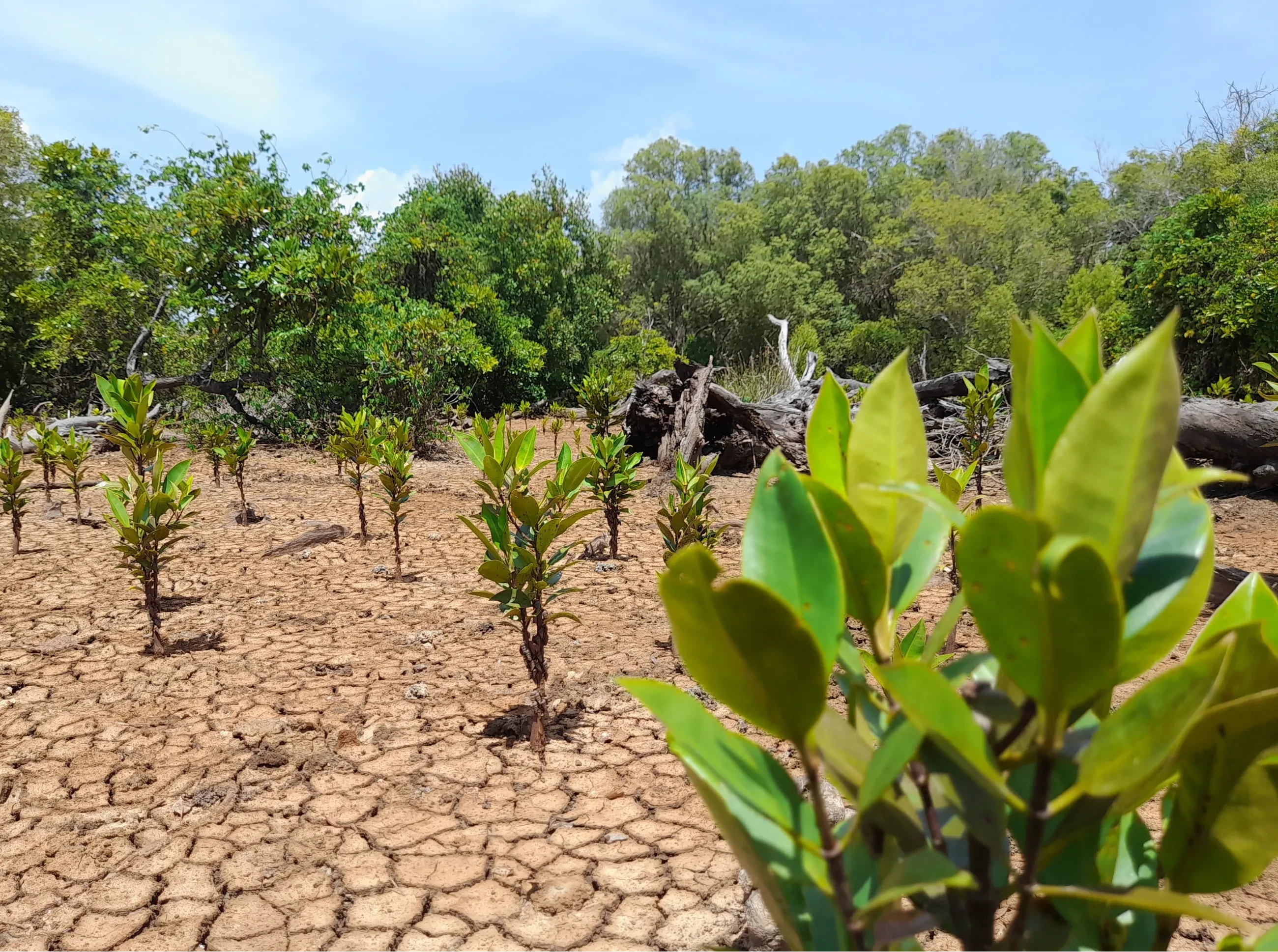 Mangrove trees growing in Kenya