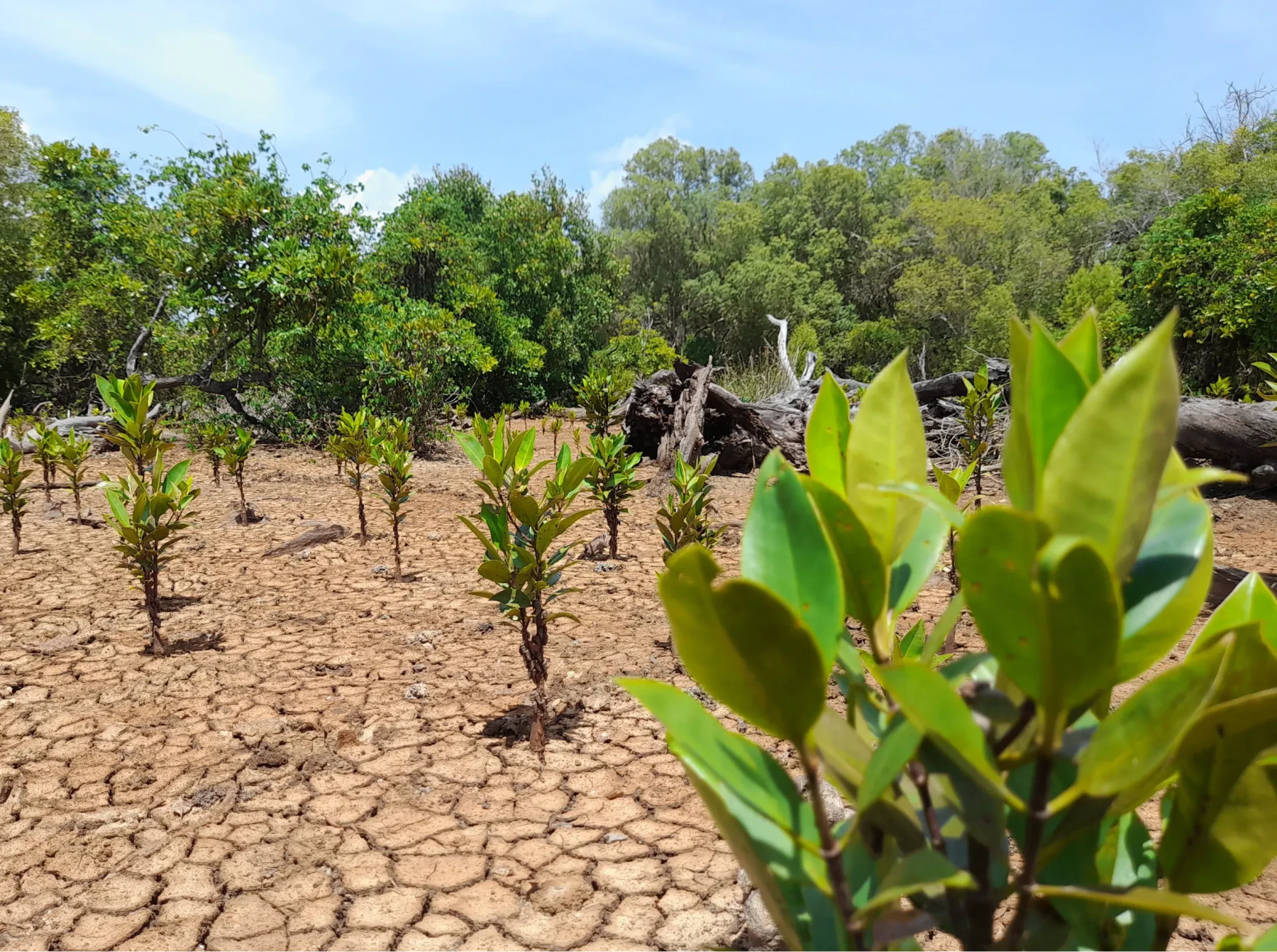Rows of young mangrove seedlings taking root in cracked tidal mud, with mature mangrove forest along the shoreline behind.